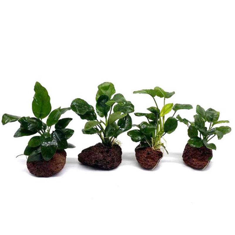 火山水族館の装飾水槽植物固定ポットポルカ水植物鉢植えカップ水 - Aquarium Fish Black のレビューと価格