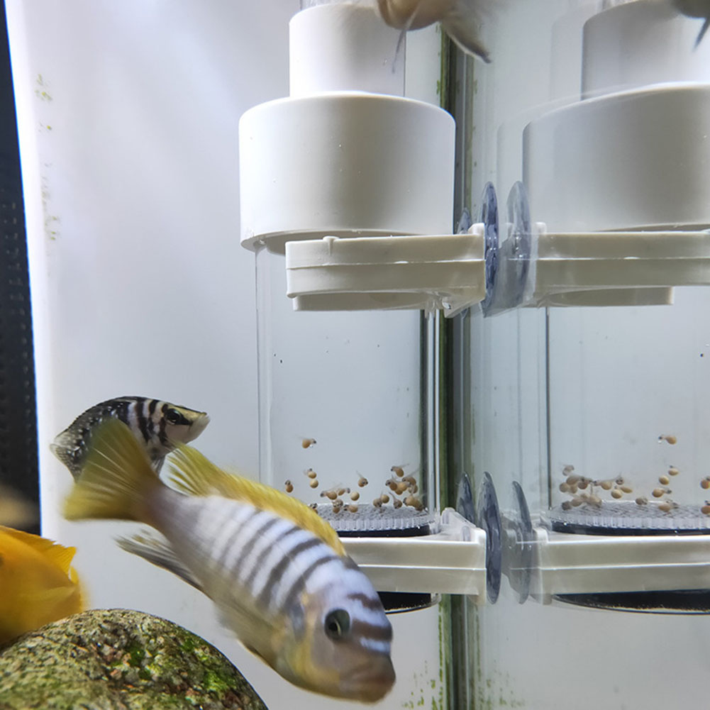 40mm インキュベーター 魚類孵化器 水槽 シクリッド孵化 - Aquarium Fish Eggs のレビューと価格