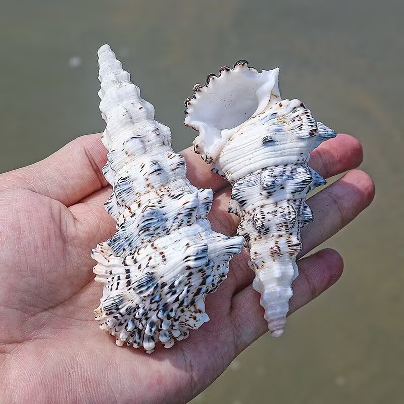 モンスタータワーカタツムリ水槽造園水族館装飾装飾品撮影コレク - Aquarium Fish Monster のレビューと価格