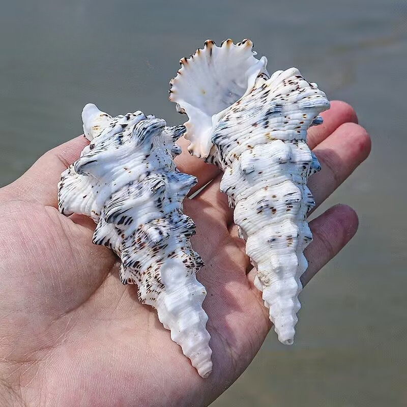 モンスタータワーカタツムリ水槽造園水族館装飾装飾品撮影コレク - Aquarium Fish Monster のレビューと価格