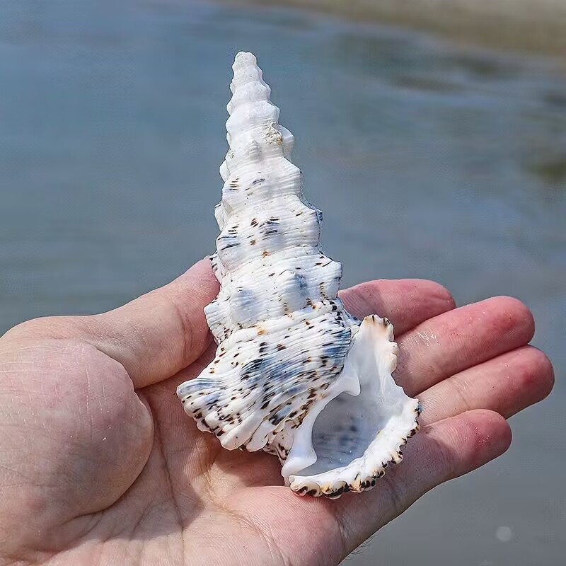 モンスタータワーカタツムリ水槽造園水族館装飾装飾品撮影コレク - Aquarium Fish Monster のレビューと価格