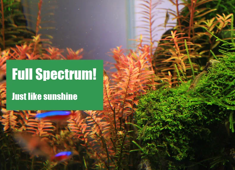 Chihiros C シリーズ ADA スタイル植物成長 L - Aquarium Fish Background のレビューと価格