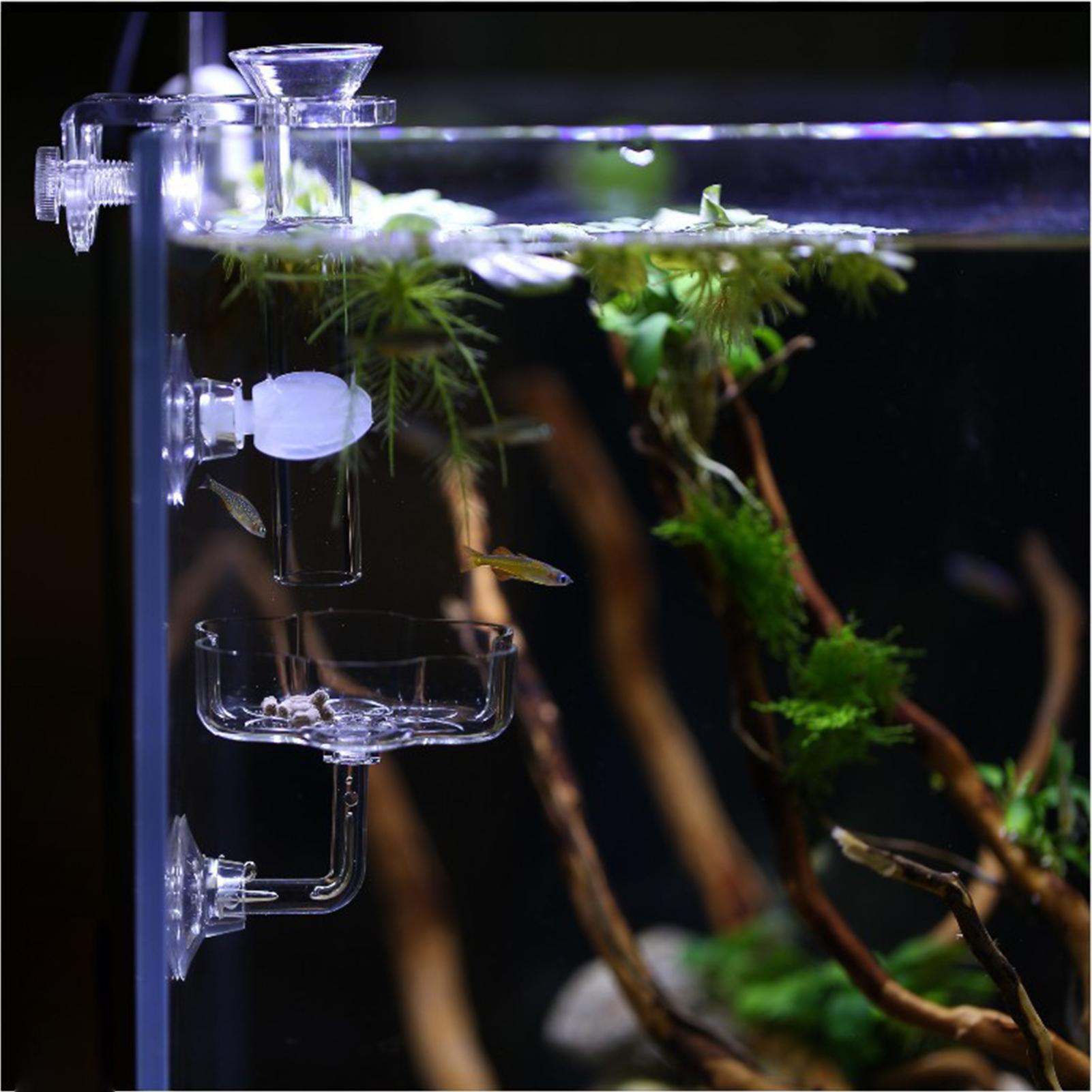 水槽フィーダー吸盤花型水槽フィーダートレイ透明な水槽用餌皿カ - Tetra Fish In Aquarium のレビューと価格
