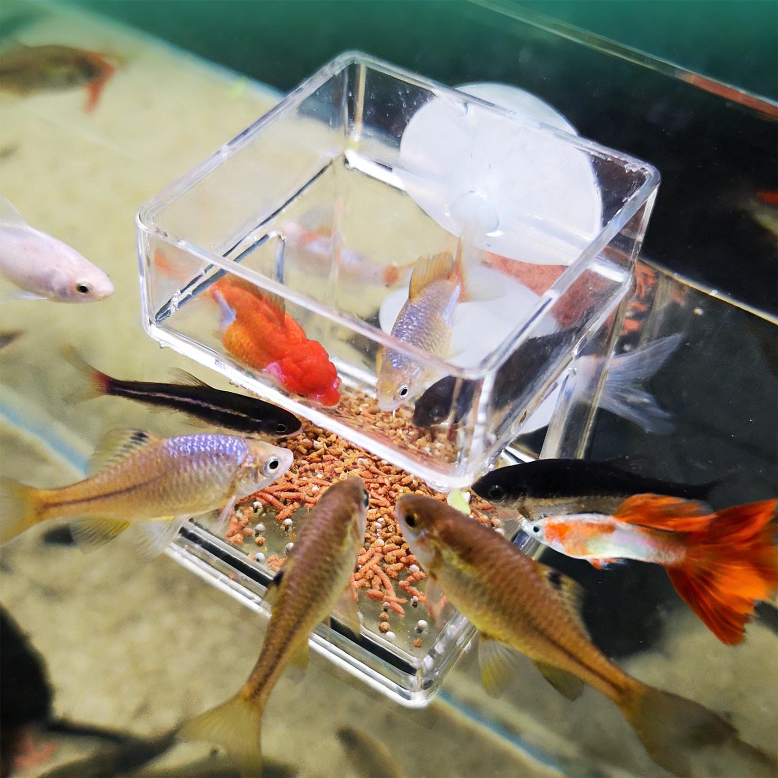 水族館フィーダー吸盤水族館フィーダートレイ水槽フードトレイカ - Tetra Fish In Aquarium のレビューと価格