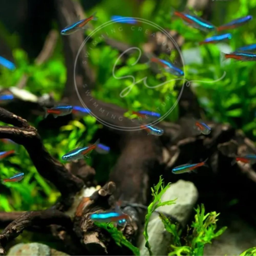 淡水ネオンテトラ（サイズ：1.5～2cm）水槽用 - Tetra Fish In Aquarium のレビューと価格