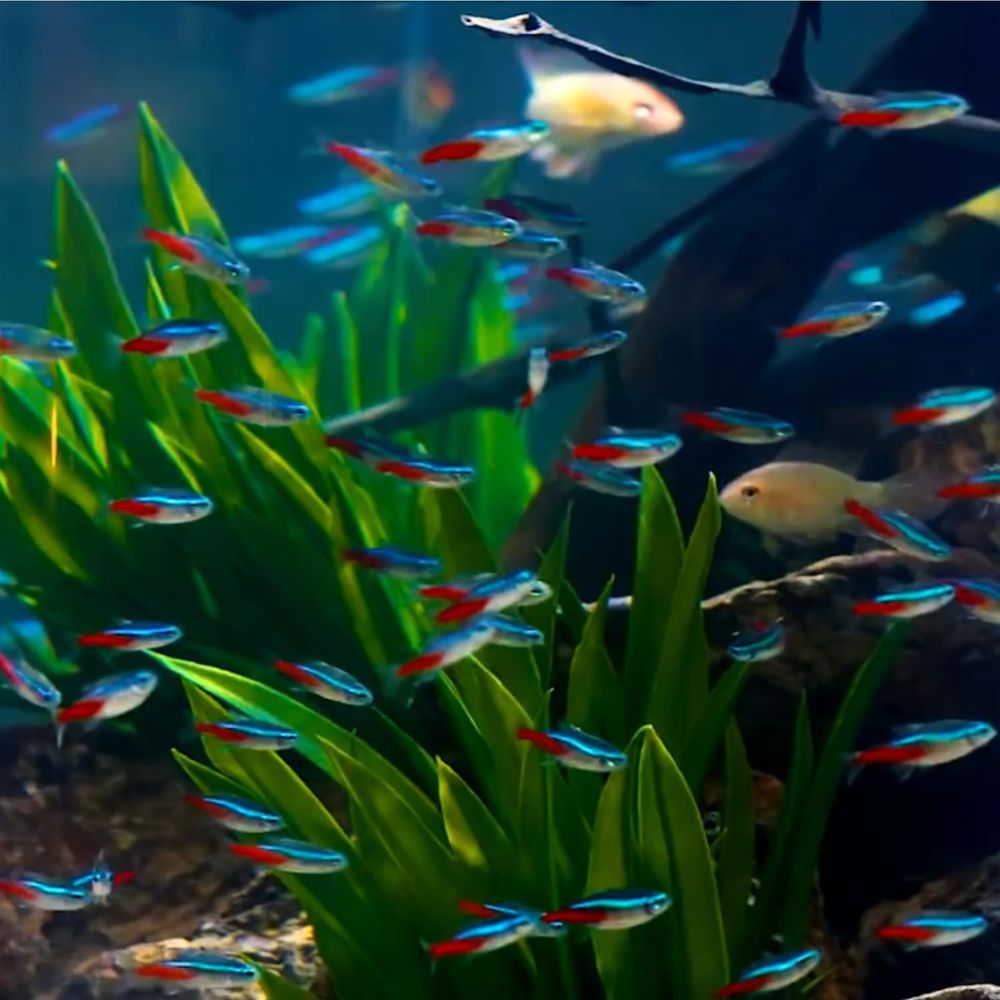 淡水ネオンテトラ（サイズ：1.5～2cm）水槽用 - Tetra Fish In Aquarium のレビューと価格