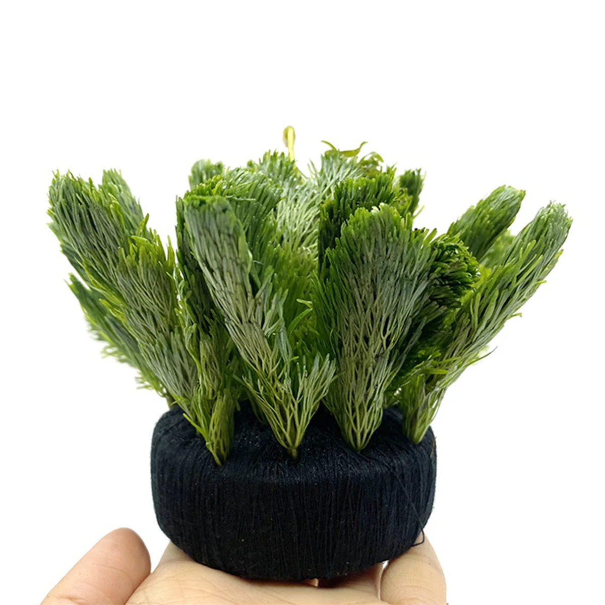 黒い水槽の装飾,水生植物の根のための水生草の植え付け,栽培, - Aquarium Fish Black のレビューと価格